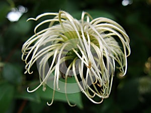 Shaggy. Clematis seed head with blurred green background.