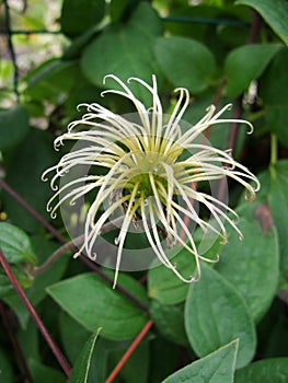 Shaggy. Clematis seed head with blurred green background.