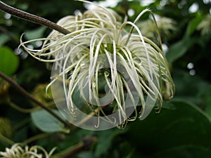 Shaggy. Clematis seed head with blurred green background.