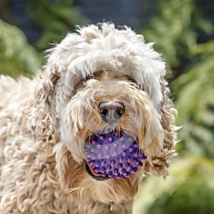 Shaggy Cockapoo Dog with Ball Portrait with Blurred Background photo