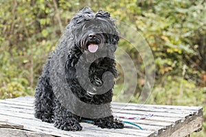 Shaggy curly coat Cockapoo dog with cataracts photo