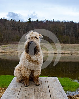 A shaggy dirty dog, an Irish wheat soft-coated Terrier, sits on a wooden bridge over the river