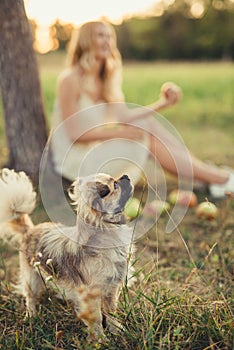 Shaggy dog with a black nose, in the background a girl with apples, walking out on the outdoors