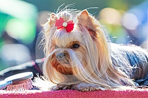 Shaggy dog breed Yorkshire Terrier close up with a bow on his head