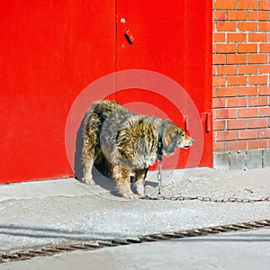 Shaggy Dog Guards The Entrance To Building