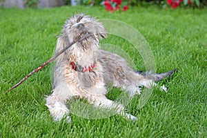 A shaggy dog lying on the grass playing with a stick in its mouth