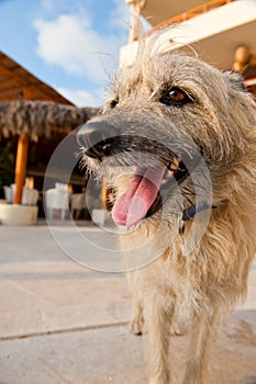 Shaggy dog outside