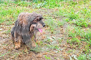 A shaggy dog sits on the grass with his tongue out, looking to the side. Violation of thermoregulation in animals in the