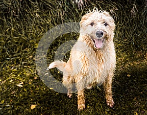 Shaggy dog sitting outside. Family pet.