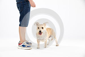 Shaggy dog stands next to child on white background. Isolated from the background.