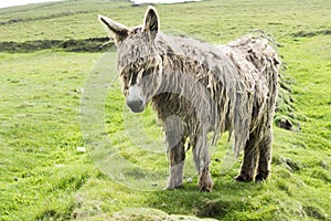 Shaggy Donkey on abandoned ground in Ireland