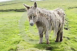 Shaggy Donkey on abandoned ground in Ireland photo