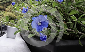 Shaggy dwarf morning glory or Evolvulus nuttallianus blue flower blooming in a square pot