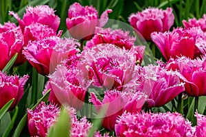 Shaggy edged fuzzy pink tulips holiday background