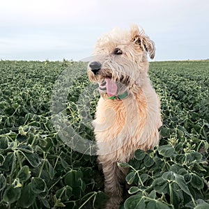 Shaggy Farm dog sitting in a field of soybeans keeping guard. Tongue hanging out of mouth.