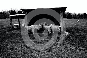 Shaggy Goats in a Lean-To Shelter on a Farm