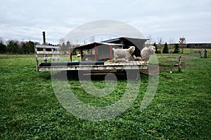 Shaggy Goats in a Lean-To Shelter on a Farm