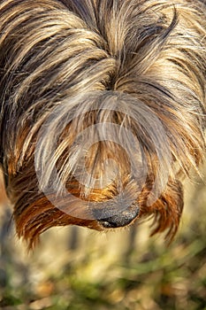 Shaggy guilty Yorkshire terrier head.