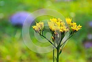 Shaggy Hawkweed, Tuolumne Meadows, Yosemite National Park