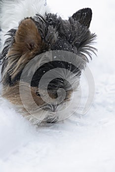 Shaggy head Yorkshire terrier called Beaver York in winter