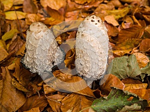 Shaggy Ink Cap