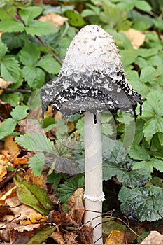 Shaggy ink cap (Coprinus comatus)