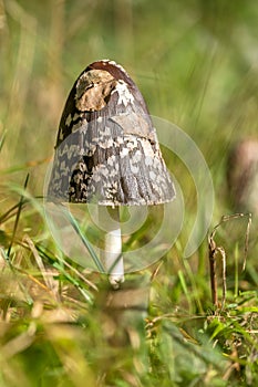 Shaggy ink cap (Coprinus comatus)