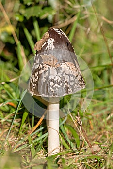 Shaggy ink cap (Coprinus comatus)