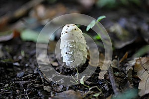 Shaggy ink cap, Coprinus comatus