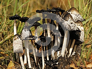 Shaggy ink cap, Coprinus comatus.