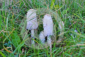 Shaggy ink cap or Coprinus comatus in forest
