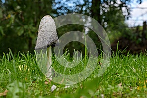 Shaggy ink cap Coprinus comatus in the grass on the meadow in autumn, also called lawyer`s wig, or shaggy mane, excellent edibl