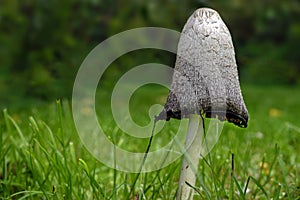 Shaggy ink cap Coprinus comatus on the lawn in autumn, also called lawyer`s wig, or shaggy mane, when young it is an excellent