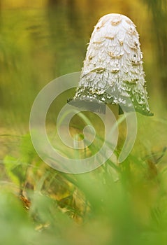 Shaggy ink cap (Coprinus comatus) mushroom