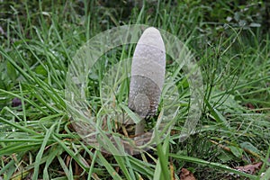 Shaggy ink cap Coprinus comatus in Scotland