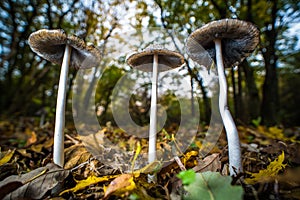 Shaggy ink cap fungus