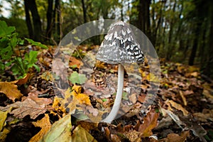 Shaggy ink cap fungus