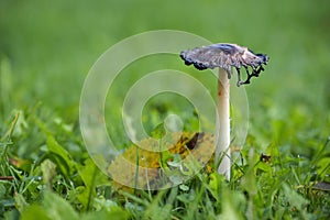 Shaggy ink cap fungus (Coprinus comatus) in a meadow, the gills melting into black liquid filled with spores