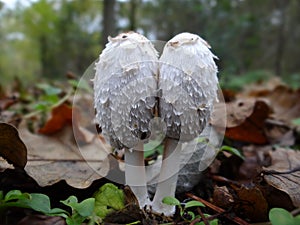 The Shaggy Ink Cap- Lawyers Wig