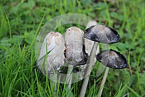 shaggy ink cap or lawyers wig (Coprinus comatus) common fungus in the grass