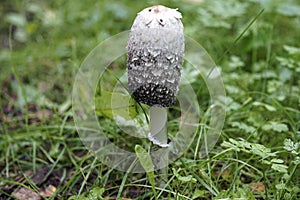 Shaggy ink cap mushroom Coprinus Comatus