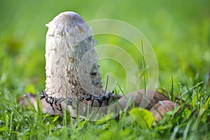 Shaggy ink cap mushroom (Coprinus comatus) growing in a green lawn, the gills beneath the white cap start to turn black