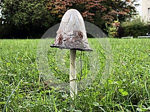 The shaggy ink cap mushroom Coprinus comatus, Lawyer`s wig, Shaggy mane, Der Schopf-Tintling, Spargelpilz, Porzellantintling