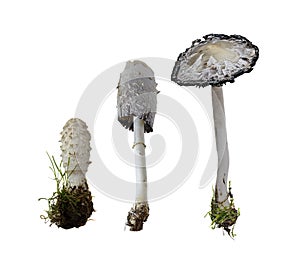 Shaggy Ink Cap on white Background
