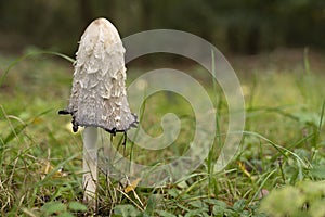 Shaggy ink mushroom - Coprinus Comatus  - associated with history of Second World War used as authenticity of documents