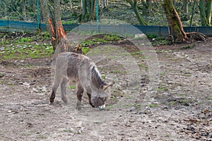 Shaggy jerusalem pony in search of delicious food