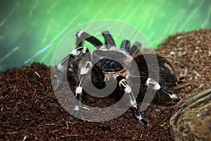 shaggy large bird-eating spider on the ground