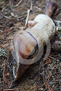 Shaggy legs with hoofs of taiga deer. The leg of an elk on the edge of the forest