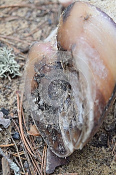 Shaggy legs with hoofs of taiga deer. The leg of an elk on the edge of the forest photo