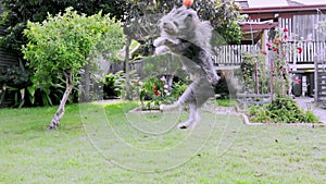 Shaggy long hair dog jumps for ball on grassy yard, slow motion